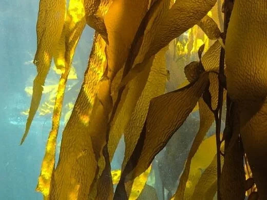 ULTRA SMART (Algae Complex)