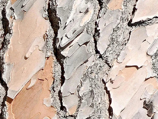 Maritime Pine