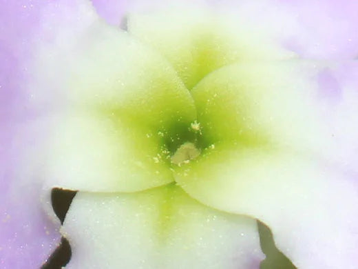 Matthiola Bicornis
