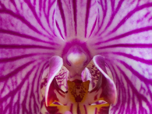 Mauve Butterfly Orchid