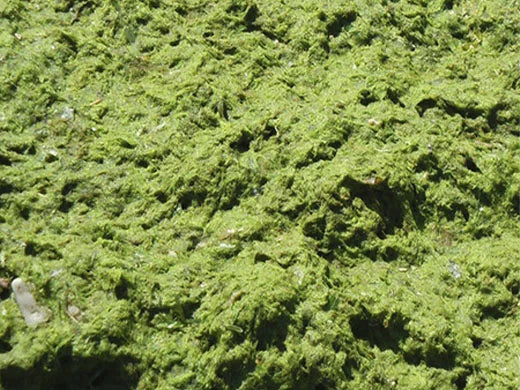 Microalgae