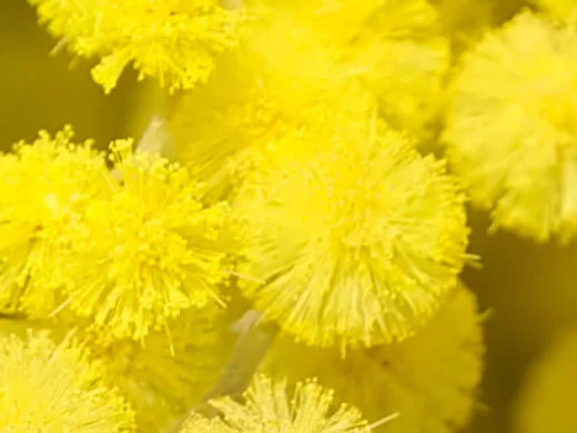 Mimosa