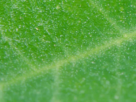 Moringa