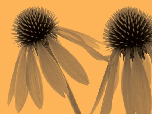 Echinacea
