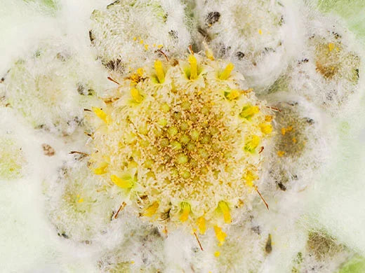 Edelweiss