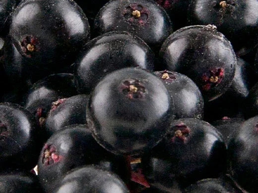 Elderberry Oil