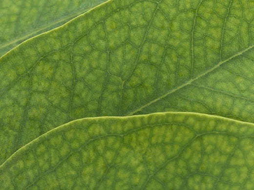 Eucalyptus