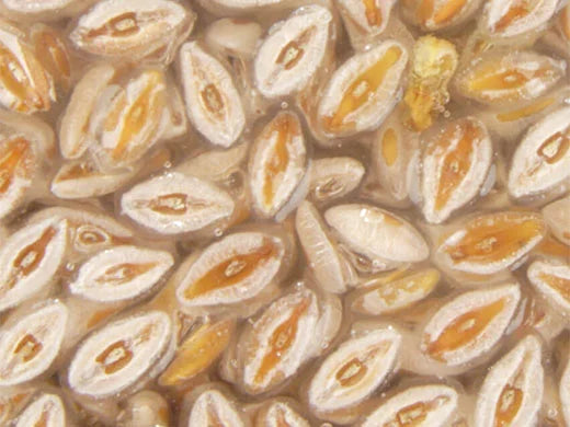 Macro Cellular Complex