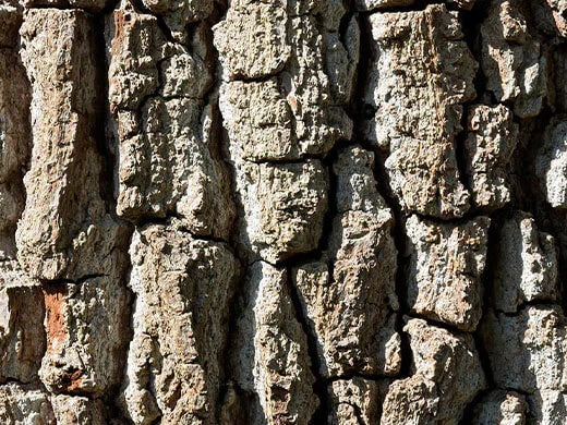 Oak Bark