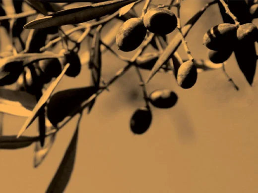 Olive