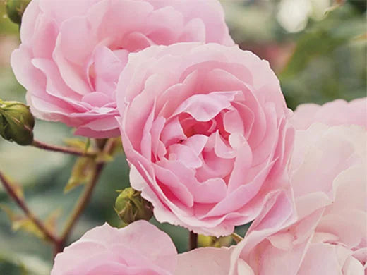 Organic English Rose Hydrolat